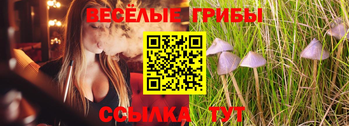 Псилоцибиновые грибы Psilocybine cubensis Прохладный